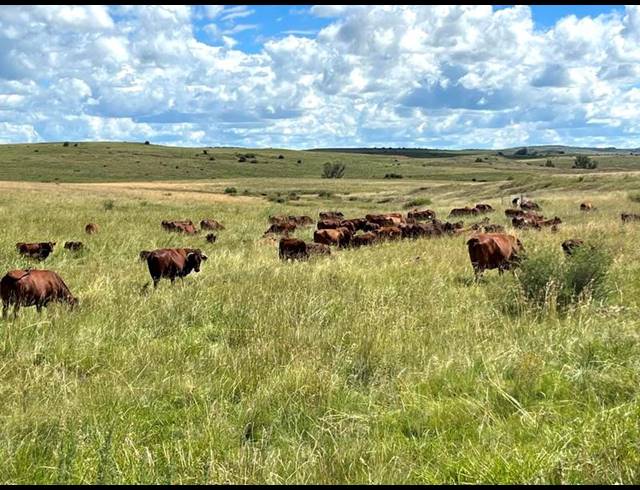 FARM FOR SALE IN LINDLEY